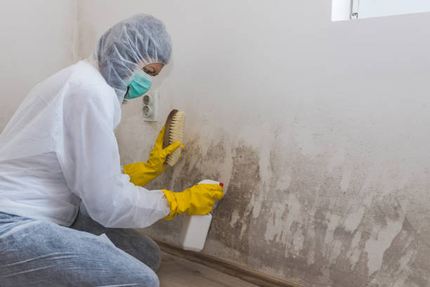 Mold Removal Process in Williams, AZ