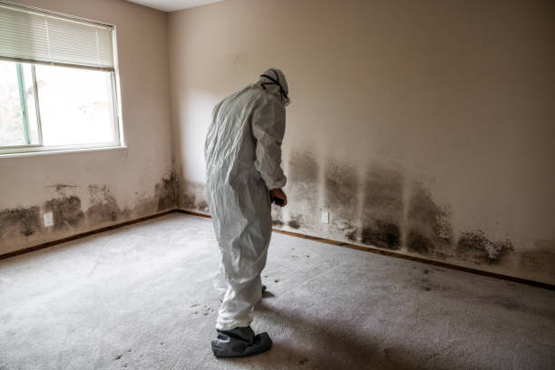 Trusted Williams, AZ Mold Removal Experts