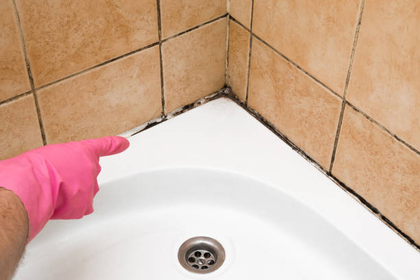 Best Professional Mold Removal  in Williams, AZ